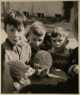 Kindergarten “Schönauring”, Schwamendingen ; Kinder mit Igel