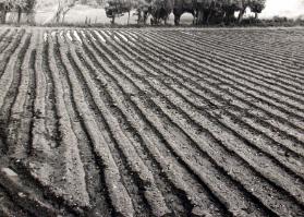 Schulreise Roussillon, Feld mit Furchen