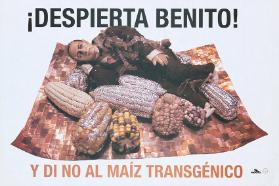 Despierta benito! Y di no al maíz transgénico