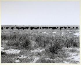 Herden in der Camargue