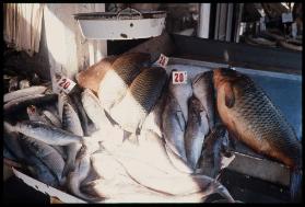 New York – Fischhandel