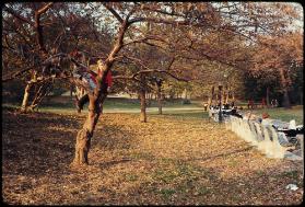 New York - Central Park