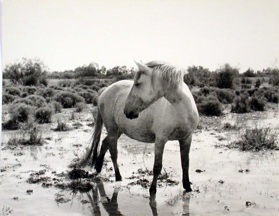 Camarque Pferd