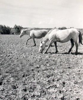 Camargue Pferde