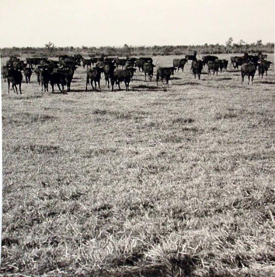 Camargue Kuhherde