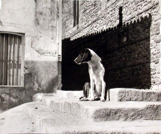 Camargue Hund