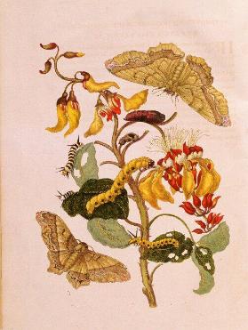 Metamorphosis Insectorum Surinamensium