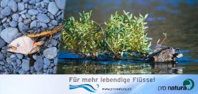 Für mehr lebendige Flüsse! - Pro Natura