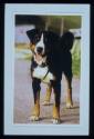 Hommage to Blaze ; Bild 18 ; Theoretische Diplomarbeit  : Hund  Bläss /Blaze (Recherchen)
