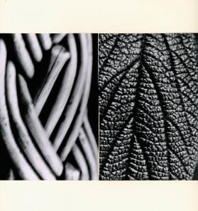 Analogien : Formen