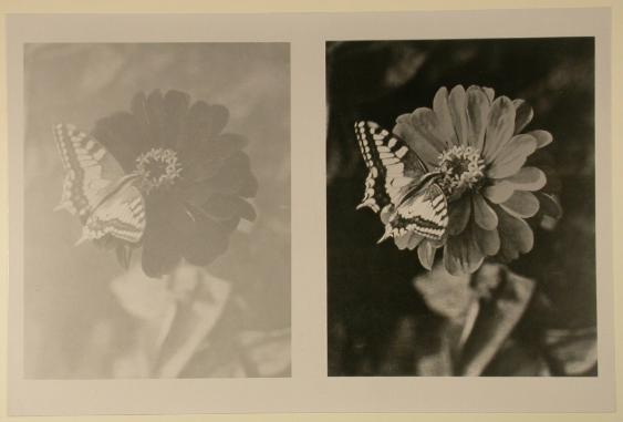 Der Farbentiefdruck. ;  Schmetterling auf Blume