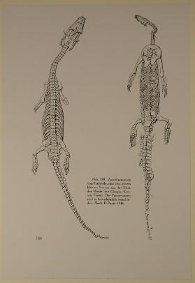 Zoologisches Museum der Universität Zürich ; Skelett eines kleinen Sauriers