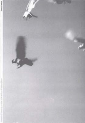 Tauben - Flug I & II