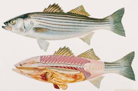 [Striped Bass]