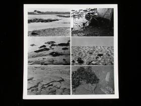Wattenmeer