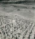 Exkursion 1943 - VII ; Rebberge