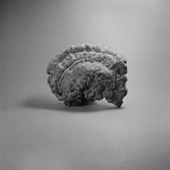 Le champignon