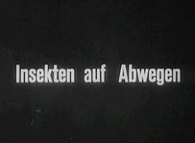 Insekten auf Abwegen
