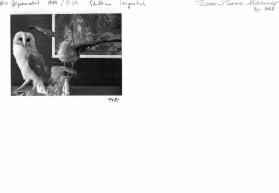 Schulhaus Hirzenbach ; BIGA-Diplom