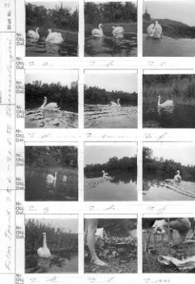 Film Tri-x