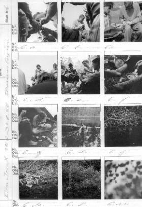 Film Tri-x