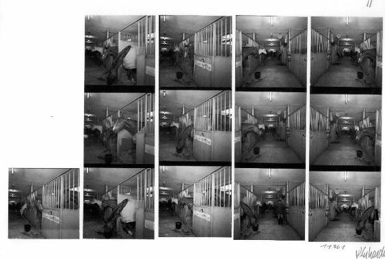 Reitstall Waldheim, Zürich