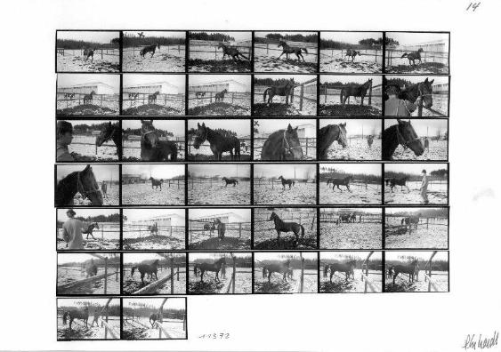 Reitstall Waldheim, Zürich