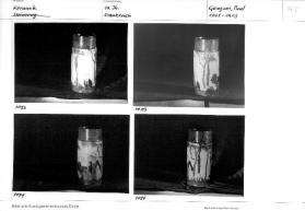 Um 1900 - Art Nouveau und Jugendstil