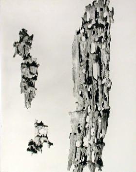 Naturstudie zerfressenes Holz