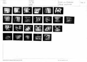 Film / 20. Jahrhundert Amerika, Blind husbands, F 64 / 2