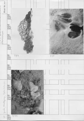 Sachaufnahme ; Naturstudien ; Material-Aufnahmen