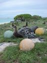 17 Albatrosse mitten in angeschwemmtem Plastikmüll, Southwest Eastern Island, Midway Atoll, 200…