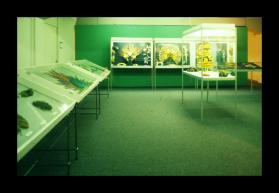 Federschmuck aus Südamerika