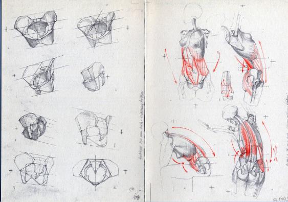 Künstleranatomie - aus dem Unterricht von Prof. Gottfried Bammes