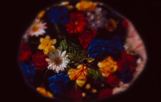 Blumenwiese - Zwischen Wahrnehmung und Wirklichkeit