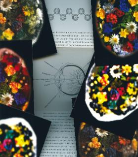 Postkartenset Blumenwiese,  mit Textleporello