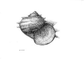 Neugeborene viviparus contectus