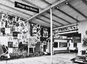 Pflege des Waldes