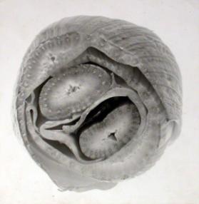 Werkgruppe: Ausstellung Breda 1957