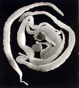 Werkgruppe: Ausstellung Breda 1957