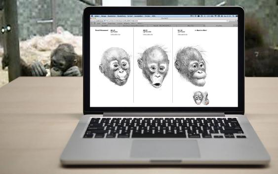 From Muscle to Facial Expression
