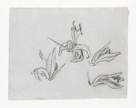 [Lilienblüten. Studie mit vier Lilienblüten in unterschiedlichen Öffnungsstadien]
