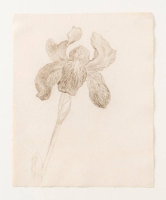[Studie zu Schwertlilienblüte, Iris]