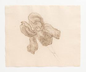 [Studie zu Schwertlilienblüte. Iris]
