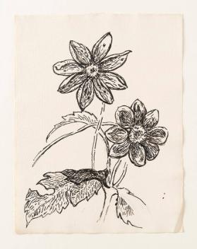 [Blumenstudie. Blattstand mit zwei achtblätterigen, geöffneten Blütenkelchen, evtl. Azalea]