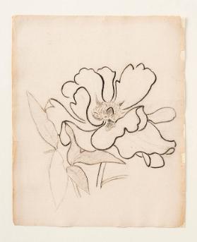 [Blumenstudie. Geöffnete Blüte einer nicht identifizierbaren Pflanze]