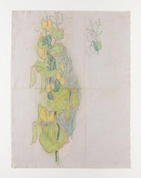 [Kletterbohne] [recto]