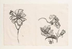 [Blumenstudie, vermutlich Azaleen]