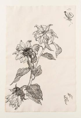 [Blumenstudie]
