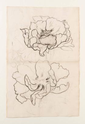 [Blumenstudie, vermutlich Mohnblumen]